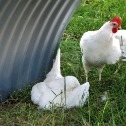 hen, chicken, rest break, white, chicken mobile, poultry, agriculture, single shot